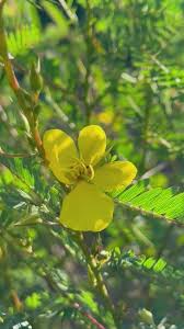 Image result for Chamaecrista paralias