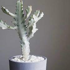 Euphorbia, candelabra tree, naboom 'ghost'. Euphorbia Lactea White Ghost White Ghost Candelabra Spurge White Ghost Candle Stick Tree Euphorbia Lactea Grey Ghost Euphorbia Euphorbia Plant Ghost Candles