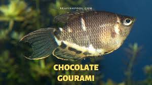 The book gave an accurate description on gourami keeping and breeding behavior. Chocolate Gourami Fish Profile Tank Care Breeding Seafish