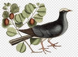 Hal ini akan membawa cobaan bahkan emosional buruk di lingkungan individu. Ilustrasi Burung Merpati Hitam Dan Putih Png Pngegg