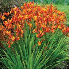 Fire Jumper Crocosmia Veseysseeds Veseys Flower Garden Gardening Pei Flowerbulbs Newforspring2019 Garden Bulbs Landscaping On A Hill Edging Plants