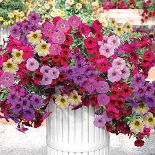 There is never a guarantee that your plant can bounce back from overwatering. Petunia Non Stick Mixed Supercal Van Meuwen