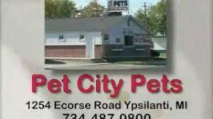 She is the smallest yorkie we have ever had! Pet City Pets Pet City Pets Has Been Matching People And Pets Since 1988 Local Michigan Puppies Tropical Fish Reptiles Pet Supplies