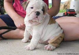 Check out top english bulldog puppies in tx. English Bulldog Puppies For Sale Tennessee Page 9