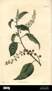 Image result for Rivina humilis