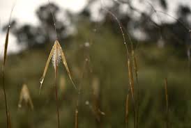 Image result for Leptochloa coerulescens