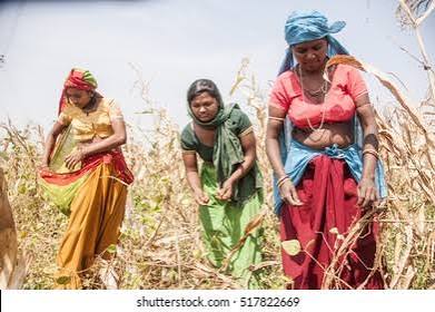 Jhabua Madhya Pradesh India 15 October Stock Photo 517822669 | Shutterstock