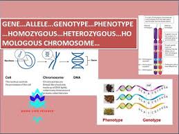Monohybrids and the punnett square guinea pigs. Gene Allele Genotype Phenotype Homozygous Heterozygous Homologous Chromosome Genetics Youtube