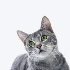Fip Nedir Ne Degildir Hayvan Kedi Iman
