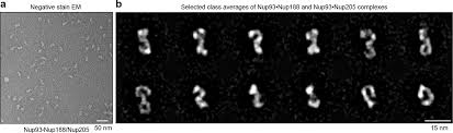 Halotag® alexa fluor® 660 ligand. Nanobodies Site Specific Labeling For Super Resolution Imaging Rapid Epitope Mapping And Native Protein Complex Isolation Elife