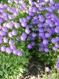 Campanula Blue Orb Perennials Ground Cover Plants Flowers Perennials