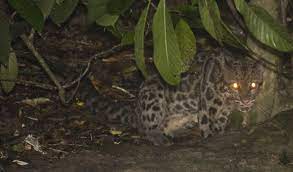 La Pantera Nebulosa De Borneo Y Sumatra Neofelis Diardi Es Una Especie Diferente De La Pantera Nebulosa O Leo Clouded Leopard Big Cat Species Small Wild Cats
