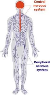 Body Systems The Definitive Guide Biology Dictionary