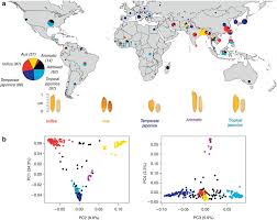 Population Structure In O Sativa A The Large Pie Chart