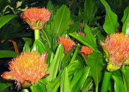 Image result for Scadoxus cinnabarinus