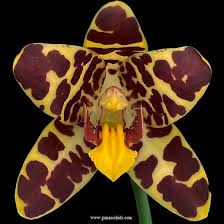 Image result for Ansellia