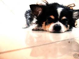 Http Ieatpretzels Deviantart Com Http Instagram Me Prelel Prelel Tumblr Com Cute Dog Cutedog Chihuahua Longhairedchihuahua Dogs Happy Dogs Doggy