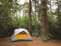 For cabins/yurts/camping cottages tents, camping trailers and recreation vehicles are not permitted in the area. Hd Wallpaper Gray And Yellow Dome Tent At Forest Camping Leisure Activities Wallpaper Flare