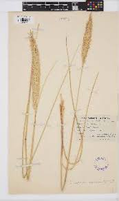 Image result for Andropogon canaliculatus
