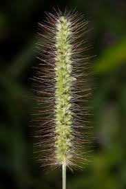 Image result for Setaria parviflora