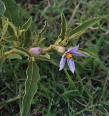 Image result for Solanum campylacanthum 'panduriforme type'