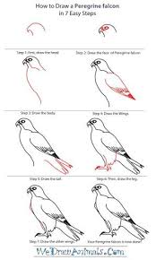 Drawing Falcon Hawk Easy Drawings Bird Drawings Falcon Drawing