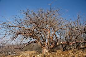 Image result for Sterculia rogersii