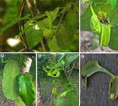 Image result for Aristolochiaceae
