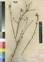 Image result for Cadaba farinosa