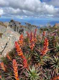 Image result for Scoparia