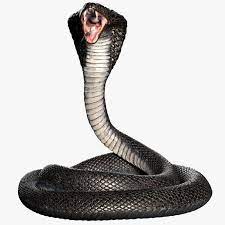 Snake Rig 3d King Cobra Snake Cobra Snake Snake