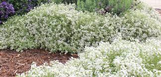 Buy alyssum seeds from swallowtail garden seeds. Sweet Alyssum Costa Farms