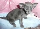 Available Oriental Kittens For Sale & Cats For Adoption