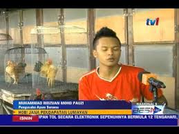 Check spelling or type a new query. Laporan Khas Ayam Serama Hobi Jana Pendapatan Lumayan 10 Ogos 2015 Youtube
