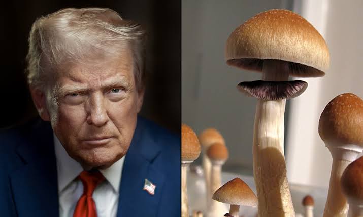 DEA Should 'Promptly Move Forward' With Psilocybin Rescheduling In Light Of Trump's Psychedelics Order, Attorney For Doctor Behind Petition Says - Marijuana Moment
