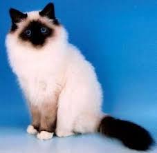 Kucing Birman Untuk Dijual Ragdoll Birman Harga Kucing Kucing Himalaya Kucing Siam