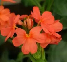 Image result for Crossandra nilotica