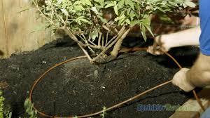 Check spelling or type a new query. How To Use 1 4 Dripline Tubing For Trees And Shrubs Youtube