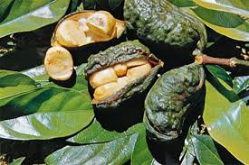Image result for Cola clavata