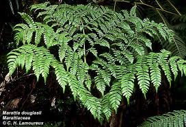 Image result for Marattiaceae