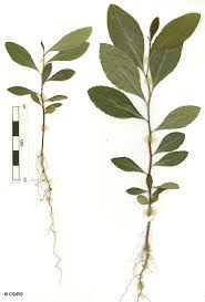 Image result for Gymnosporia