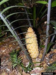 Image result for Encephalartos villosus