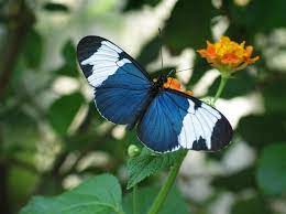 Las Mariposas Mas Hermosas Del Mundo En Primer Plano Mariposas Bonitas Especies De Mariposas Alas De Pajaro
