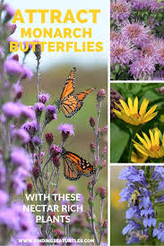 We did not find results for: Plants That Attract Monarch Butterflies Monarch Butterfly Blooming Plants Pollinator Garden