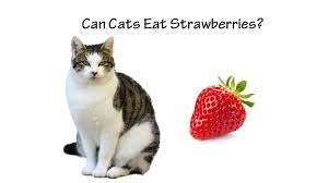It contains good levels of vitamins a & c. Can Cats Eat Strawberries The Benefits And Risks Tcrascolorado