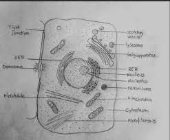 Maybe you would like to learn more about one of these? Draw The Typical Eukaryotic Cell Diagram With Label Brainly In