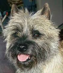We compiled for you some breed informations and 33 breed characteristi. Wheaten Brindle Cairn Cairn Terrier Puppies Cairn Terrier Terrier Puppies