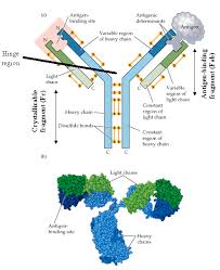 Definition Of Antibodies Microdok Microbiology