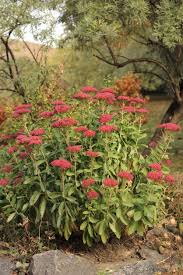 This selection is very similar to 'autumn joy', but was selected for its tighter growth habit, thicker foliage, and more brightly colored rosy. Sedum Autumn Joy Plants Tips For Growing Autumn Joy Sedums In The Garden