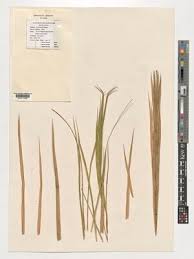 Image result for Calamus deerratus